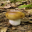 Amandelrussula